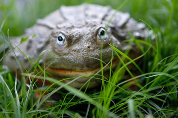 African Bullfrog