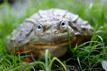 African Bullfrog