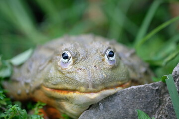 African Bullfrog