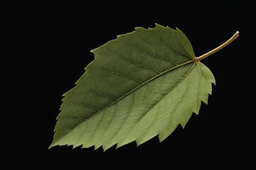 arafed leaf on a black background with a black background