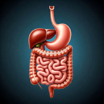 a minimalist illustration of a human digestive system, human digestive system, anatomy, medical illustration, healthcare, physiology, stomach, intestines, liver, pancreas, minimalist, digestive system