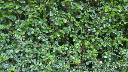 Fukien Tea, Philippine Tea