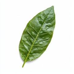 Obraz premium Fresh green lettuce leaf isolated on white background