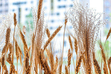 Fototapeta premium Wheat stalks displayed in a wooden planter by a window, illuminated by natural sunlight. Concept of rustic interior decoration