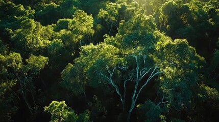 Obraz premium Aerial view of lush green forest showcasing sunlight filtering through tree canopies in a tranquil natural environment
