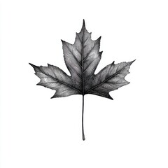 maple leaf isolated on white background