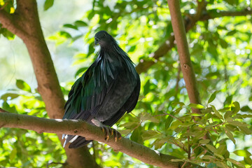 Nicobar pigeon, Nicobar dove on tree