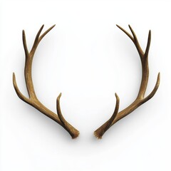 Obraz premium Reindeer horns deer antlers isolated on white background