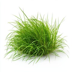 Fototapeta premium Growth of buffalo grass isolated on white background