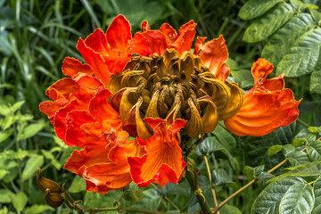 Couronne de fleurs du tulipier du Gabon