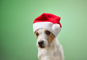 A Jack Russell Terrier sits wearing a Santa hat against a green background. The playful and charming image conveys a cheerful holiday mood.