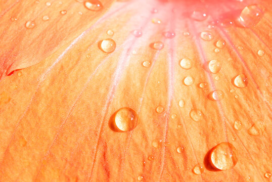 Close up water drops on orange flower