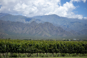 Fototapeta premium vineyard in france