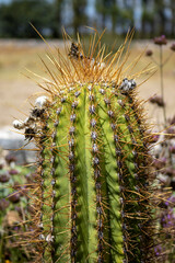 cactus with thorns