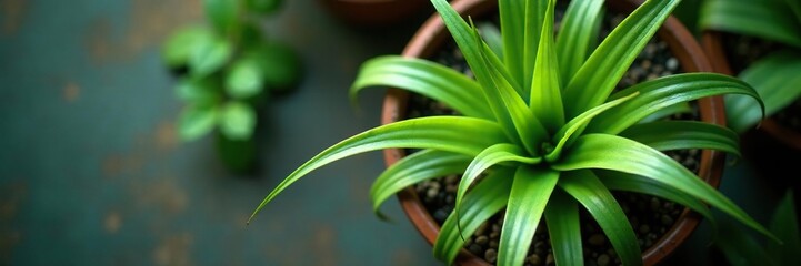 Obraz premium Aerial view of Chlorophytum comosum Spider Plant in a pot, spider plant, greenery
