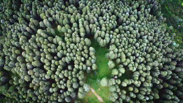 Drone fly over pine trees and green treetops in Himachal Pradesh India. Flight over woods, natural background in motion
