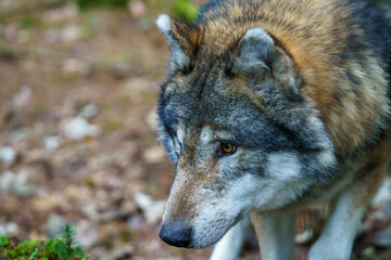 Portrait of a gray wolf (Canis lupus)