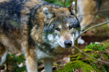 Fototapeta premium Portrait of a gray wolf (Canis lupus)