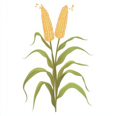 Corn Maize isolated on white background