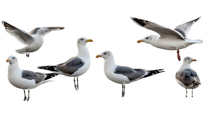 Flock of seagull bird