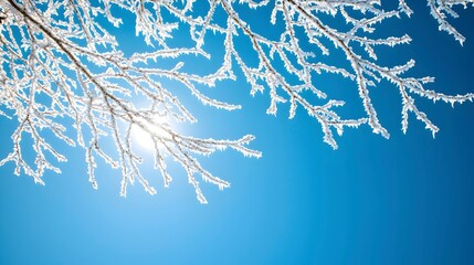 Frosty Branches Under Clear Blue Sky