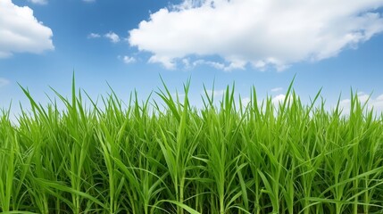 Fototapeta premium Lush green grass stretches under a bright blue sky with fluffy clouds, creating a serene and vibrant outdoor scene.