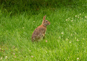 A wild rabbit in a lush green meadow.