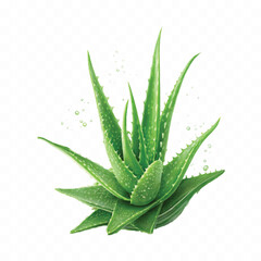 abstract 3d fresh green aloe vera in splash of green juice isolated on white background