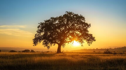 Obraz premium Majestic Live Oak Tree: A Symbol of Strength and Enduring Growth in a Serene Landscape