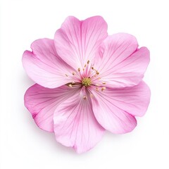 Obraz premium Pink flower blomming isolated on white background