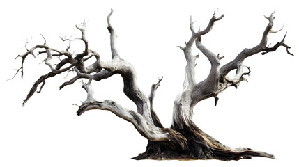 Old dead spooky tree isolated on transparent or white