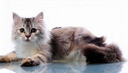 Close up Cute tabby cat on white background