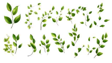 Set of green twigs with fresh leaves, various shapes, isolated on transparent