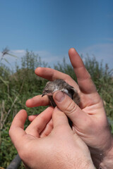 A shore swallow bird in the hands of a male ornithologist. Observing and studying European wildlife