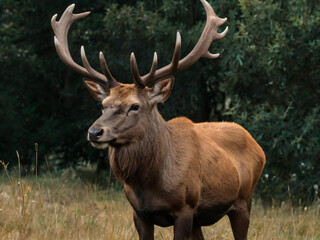deer stag in the forest