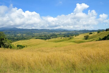 Fototapeta premium An endless expanse of golden fields captures the warmth of the sun, flowing into rolling hills of green that lead to a distant forest