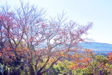 Fototapeta premium 紅葉した木々と青空