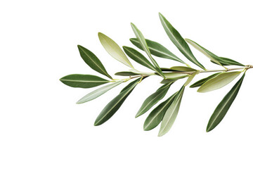 a sprig of olive leaves with green foliage on a transparent background