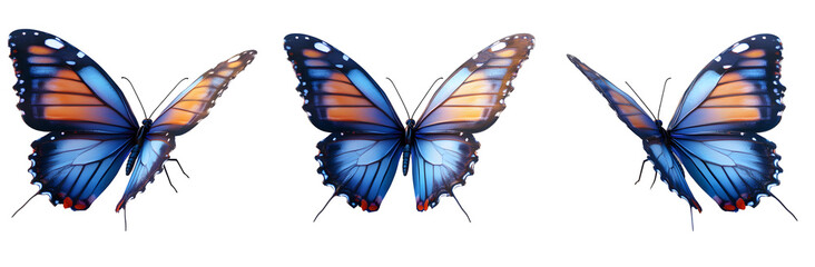 Fototapeta premium Three Blue Butterflies with Orange Wings, Isolated on White Background, Transparent Background