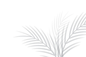 Abstract background of tropical palm leaves. Shadow effects with tropical palm leaves.