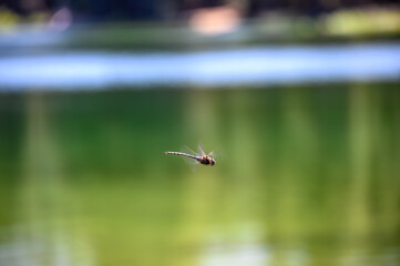 selective focus on a dragonfly in motion over a glassy lake.