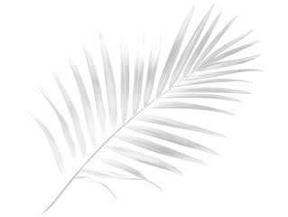 Fototapeta premium a single palm leaf. isolated on a transparent background. in monochrome the leaf is shown in detail. showcasing its delicate fronds and veins