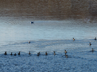 Many of large black cormorants to the edge of the lake at sunrise