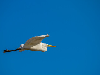 White little egret bird ardea alba flying wings spread blue background