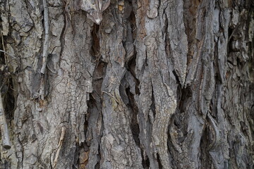 bark of a tree background
