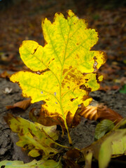 Single leaf abstract fall natural background autumn