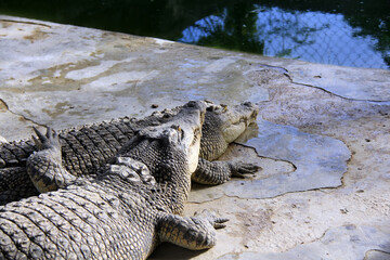 Two crocodiles resting on the banks of a dam.