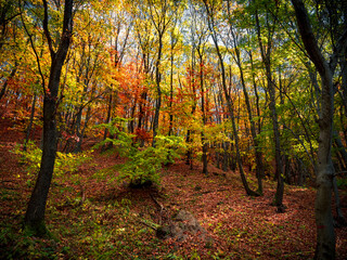 Autumn mountain deep inside forest panorama background sunlight blue sky