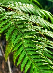 Australian tree fern II, a species of tree fern