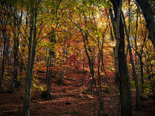 Autumn mountain deep inside forest panorama background sunlight blue sky